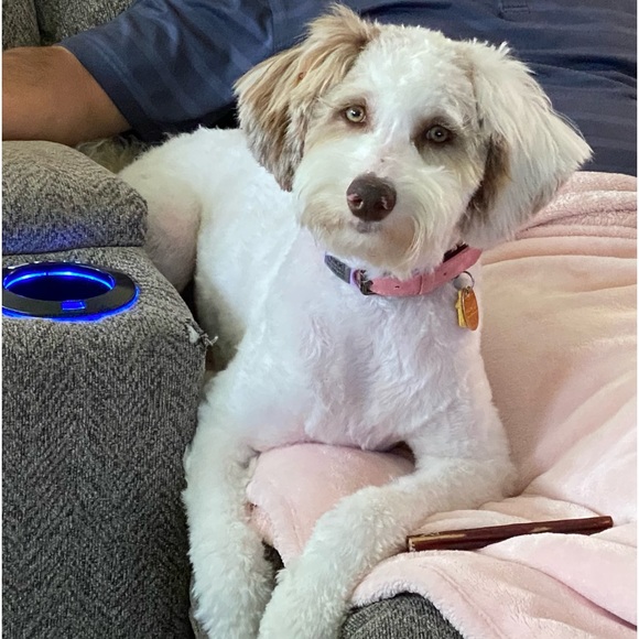 Meet your Posher, Violeta💕 - Picture 5 of 5